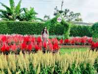 งานเมล็ดพันธุ์ บริษัทศรแดง