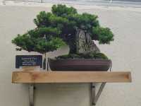 Brooklyn Botanic Garden