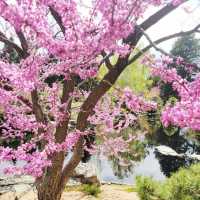 The Soloist's Mile-High Zen: Shofu-en Revisited