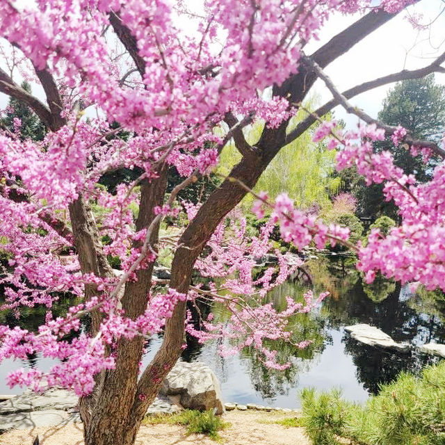 The Soloist's Mile-High Zen: Shofu-en Revisited