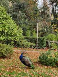 🌳✨ Green Escape & Elegance at Holland Park 🏞️