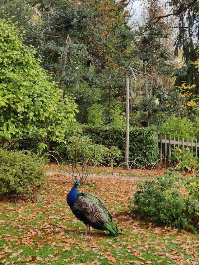 🌳✨ Green Escape & Elegance at Holland Park 🏞️