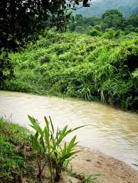 Nature Food Escape🌿