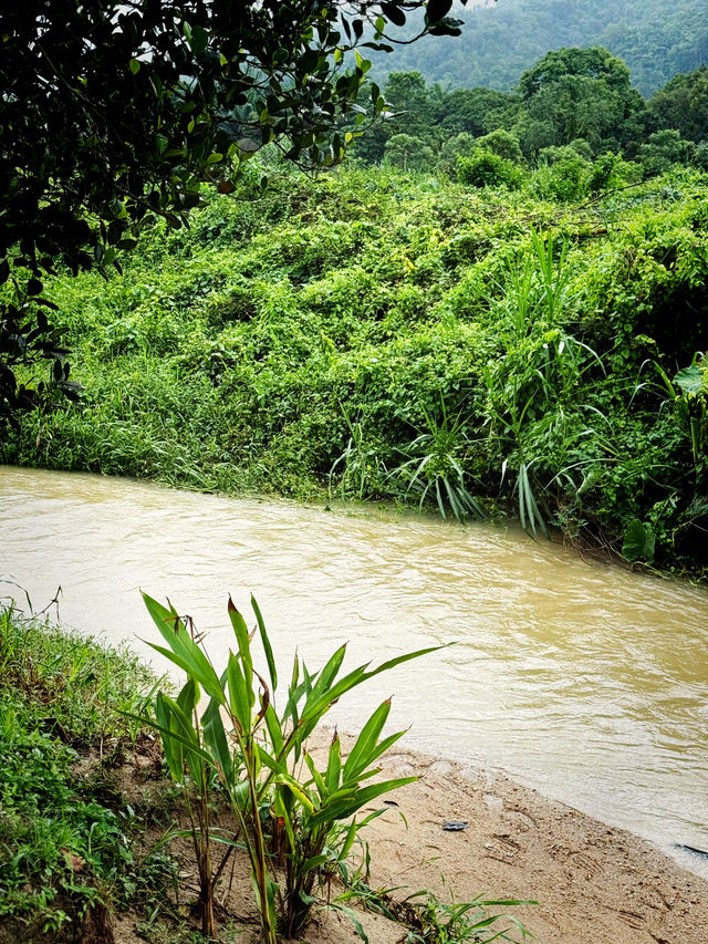 Nature Food Escape🌿