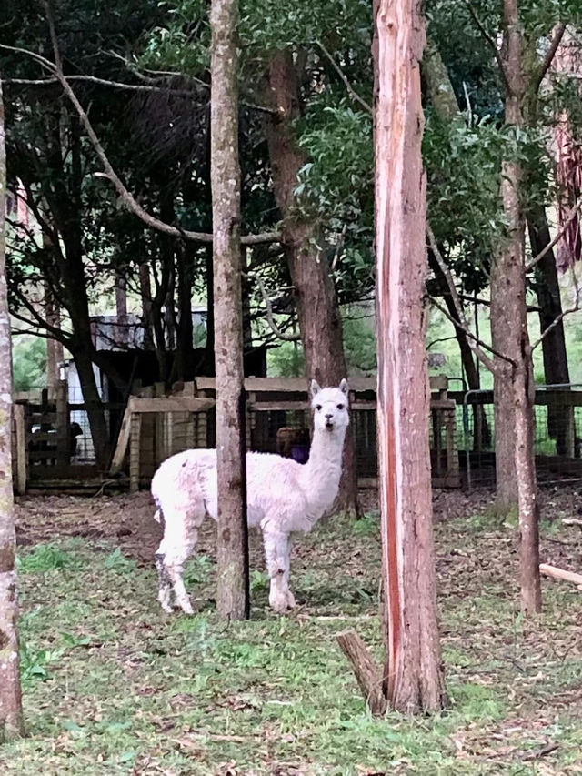 Best Friend Holiday Retreat：在 Tarra Valley 遇见最简单的快乐