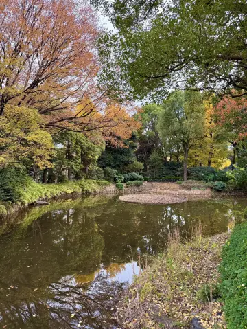 金黃銀杏與楓葉夢幻東京