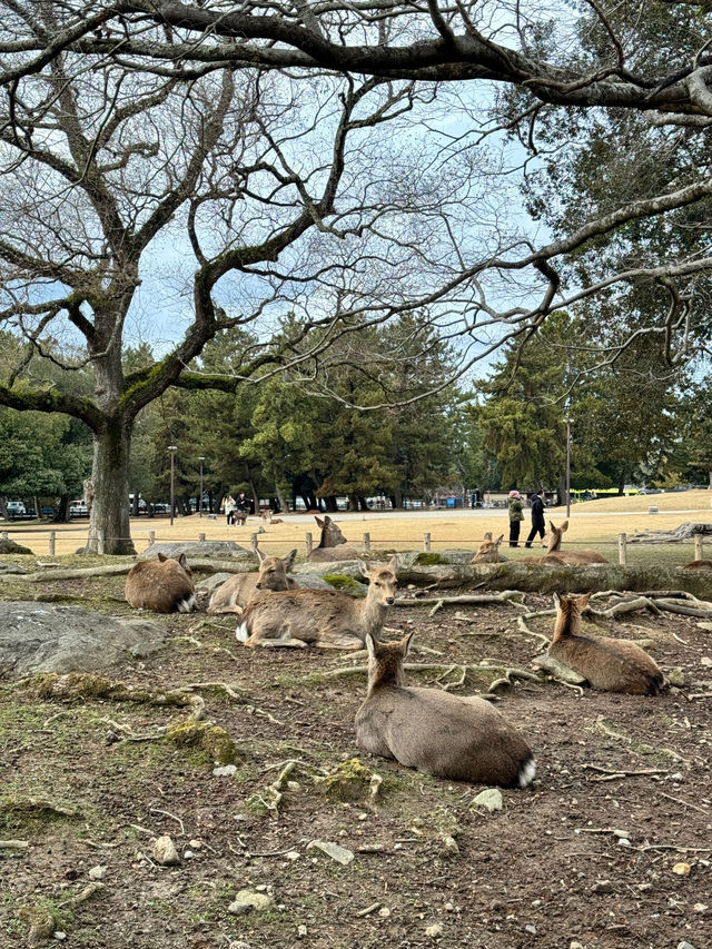 แจกแพลน โอซาก้า เที่ยวตามได้เลย