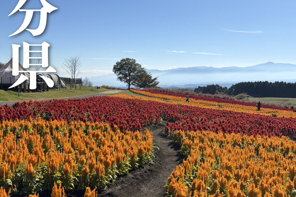 大分県・九重町】九州でも北海道のような花畑景色が見れる！ | Trip