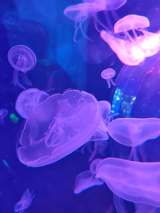 水母的夢幻水底世界🪼。