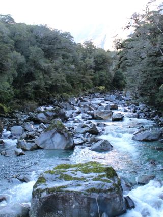 [South Island Road Trip Secrets] From Fiord to Coast: Chasing the Majesty of Milford Sound and Greeting the Little Blue Penguins of Oamaru