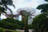 Supertree Grove Singapore: My Unexpected Nature Escape in the Middle of the City