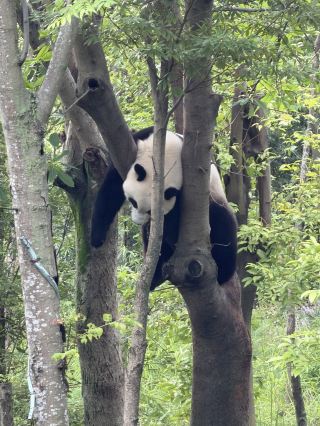 Chengdu 🇨🇳