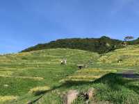 【石川】のと里山海道で行く！白米千枚田🌾