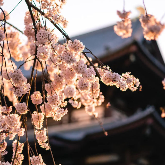 🌸 Cherry blossom at Tokyo Tower 🌸