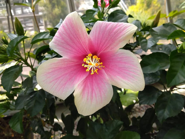 Tegarayama Botanical Garden, Himeji 🇯🇵