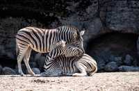 2 days Tanzania sharing safari 