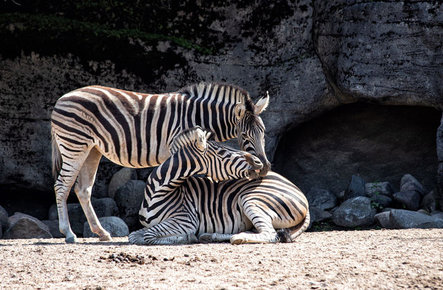 2 days Tanzania sharing safari 