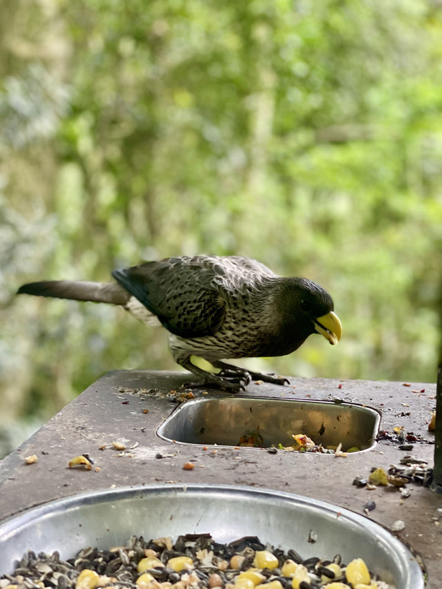 🦜 Discover Birds of Eden, South Africa 🌿