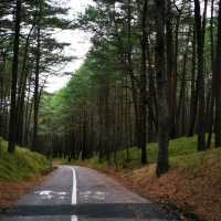 Between Sea and Serenity: Tales from the Curonian Spit