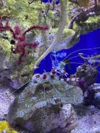 Review on Musée Océanographique, Monaco (Should or should not visit?)