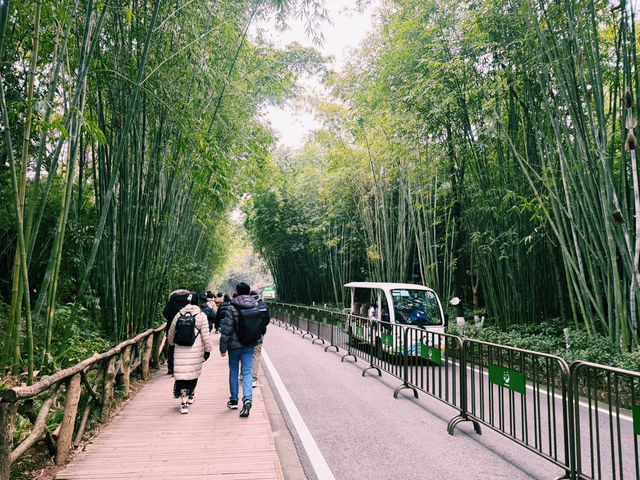 Best place to see Pandas in Chengdu?