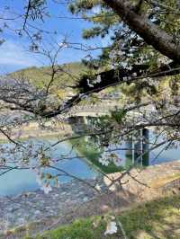 【京都:宇治】桜と抹茶の香りに包まれる春、宇治で特別なひとときを🍵🌸
