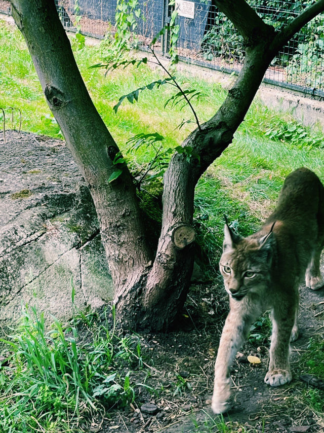 Paris Zoo: A Wild Adventure Theme Park in the Heart of Paris