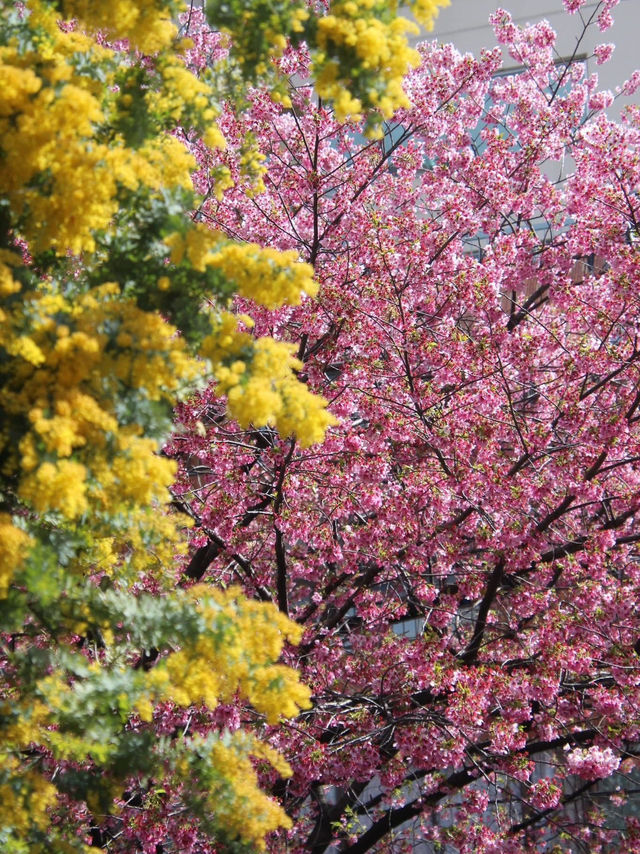 The spring season at the shrine