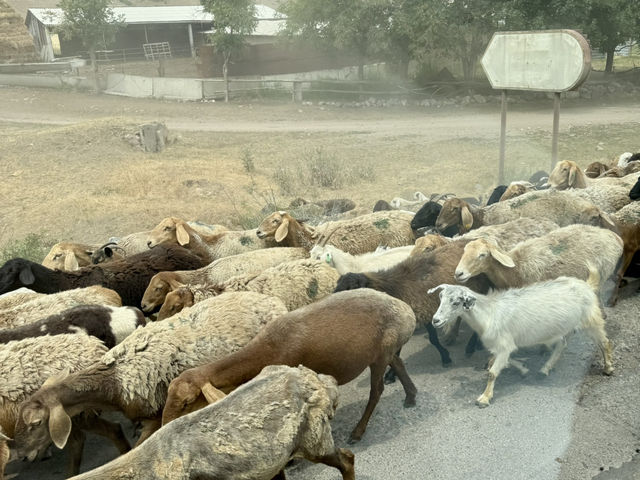 Wild Encounters: A Kyrgyzstan Summer Adventure