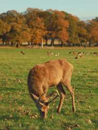 Richmond Park: London’s Wild Heart Where Deer Roam Free