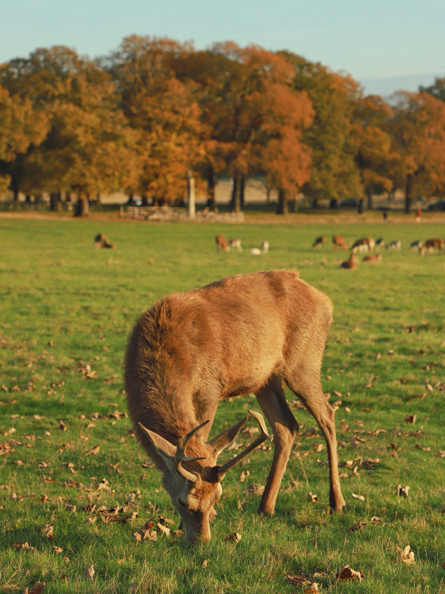 Richmond Park: London’s Wild Heart Where Deer Roam Free