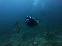 Diving into Ko Phi Phi