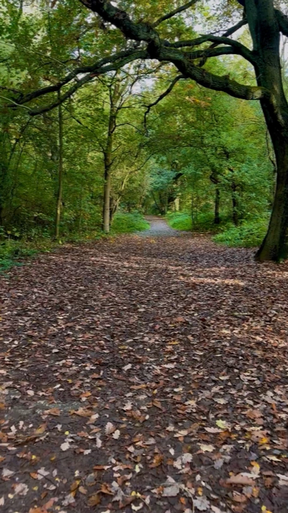Sherwood Forest: Legends, Oaks, and Timeless Walks