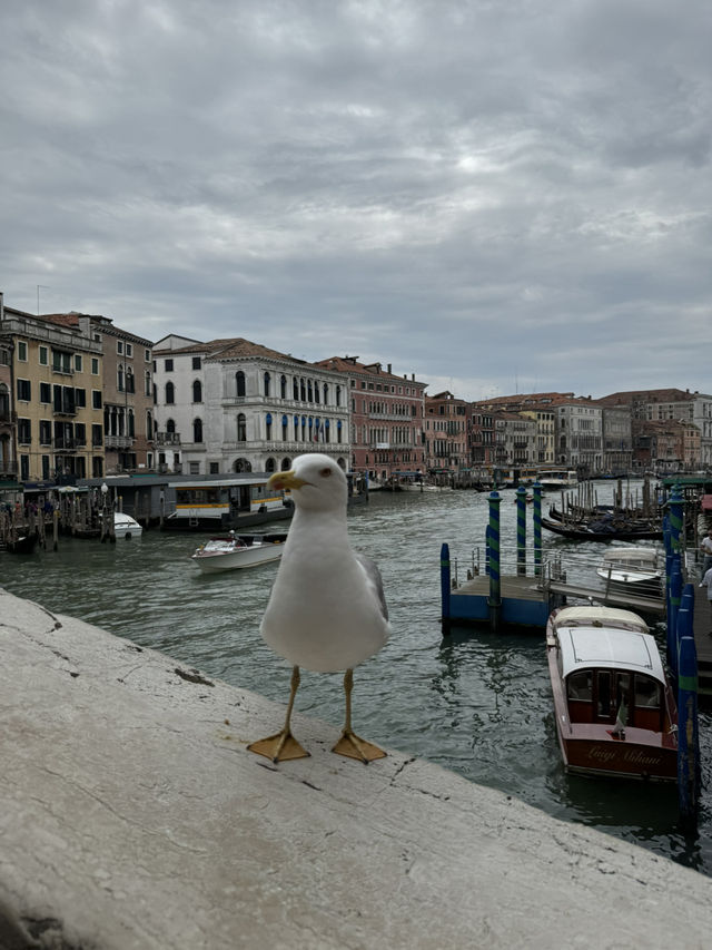 Discover the Enchantment of Venice! 🇮🇹❤️ Discover the Enchantment of Venice! 🇮🇹❤️