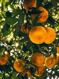 Сады Святой Клотильды