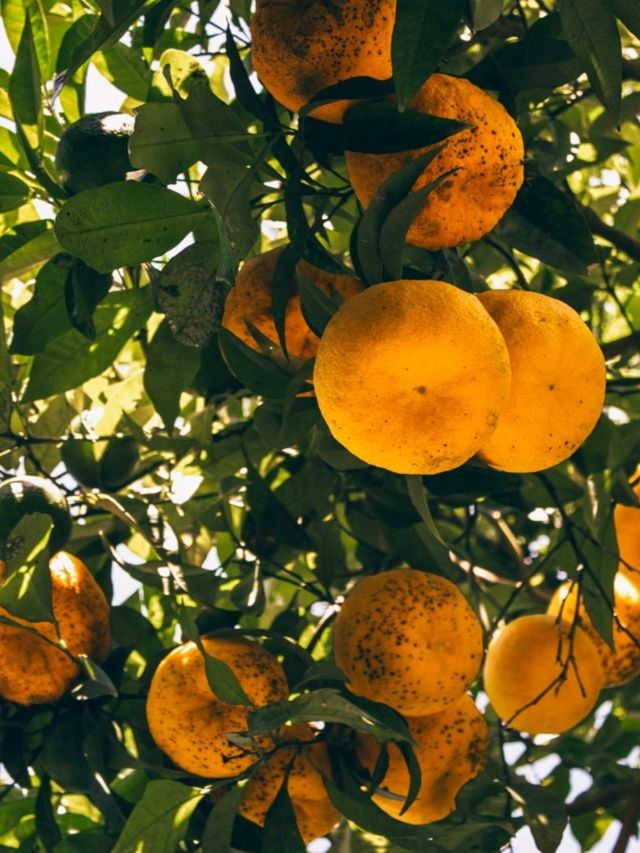 Сады Святой Клотильды Сады Святой Клотильды