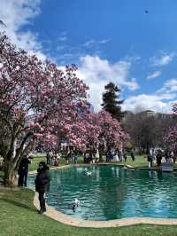 🌸 Magnolia Season at Ihlamur Kasrı: One of Istanbul’s 