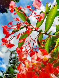 Sydney Royal Botanic Garden