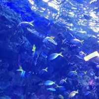 打卡珠海長隆海洋王國
