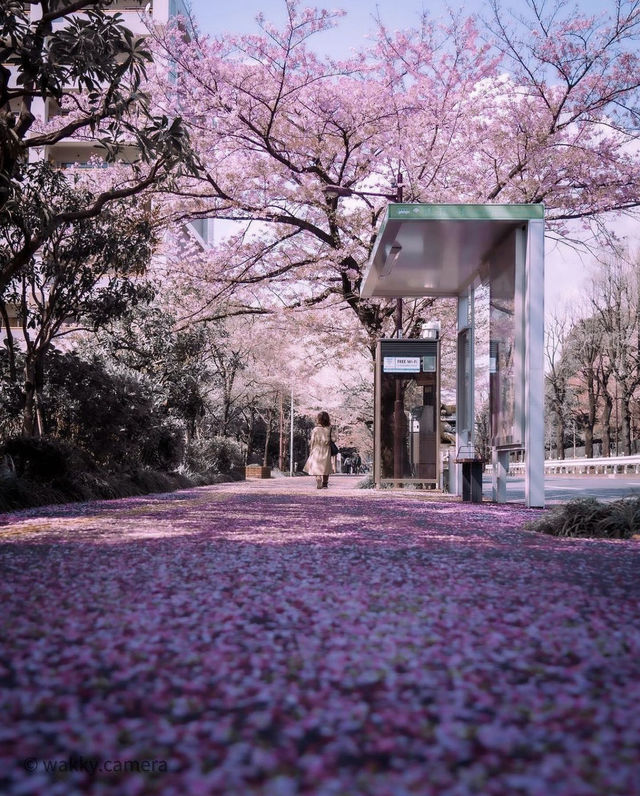 Recommend two Japanese cherry blossom viewing spots.