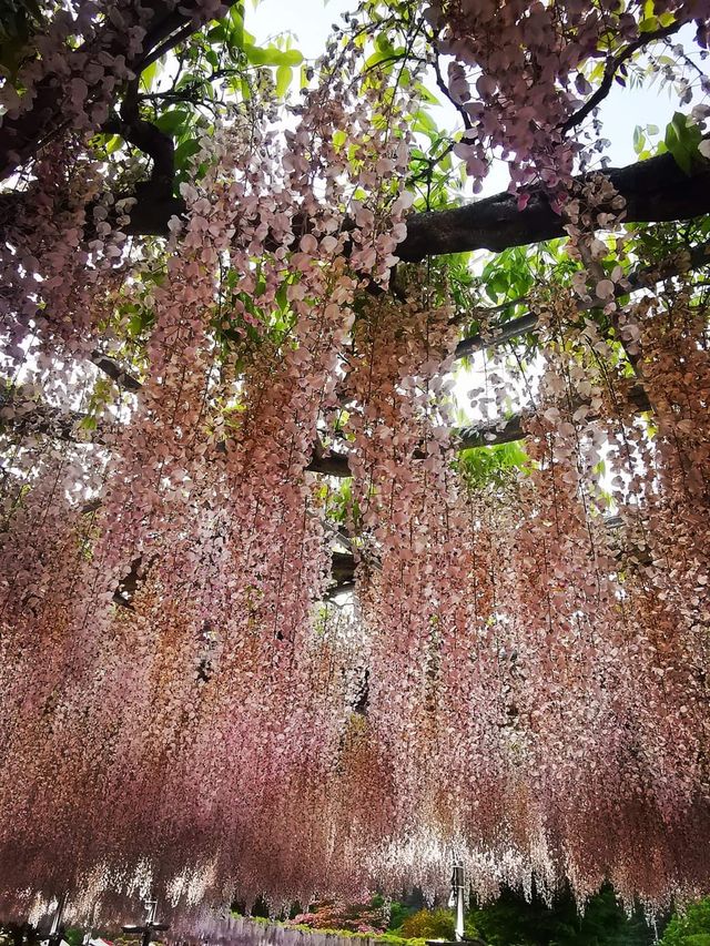 One of Japan's famous flower viewing spots | Ashikaga Flower Park