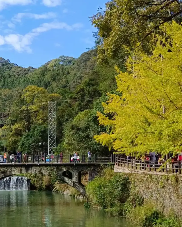 Ginkgo trees in Maozifeng Forest Farm, Nanxiong, Shaoguan