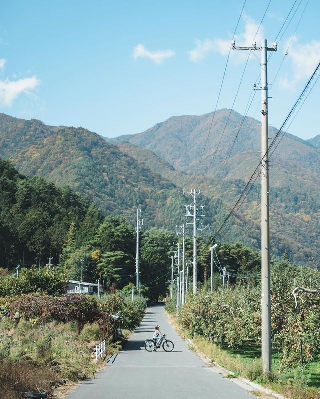 我的長野之旅：騎行果園，採摘蘋果，享受美味午餐！