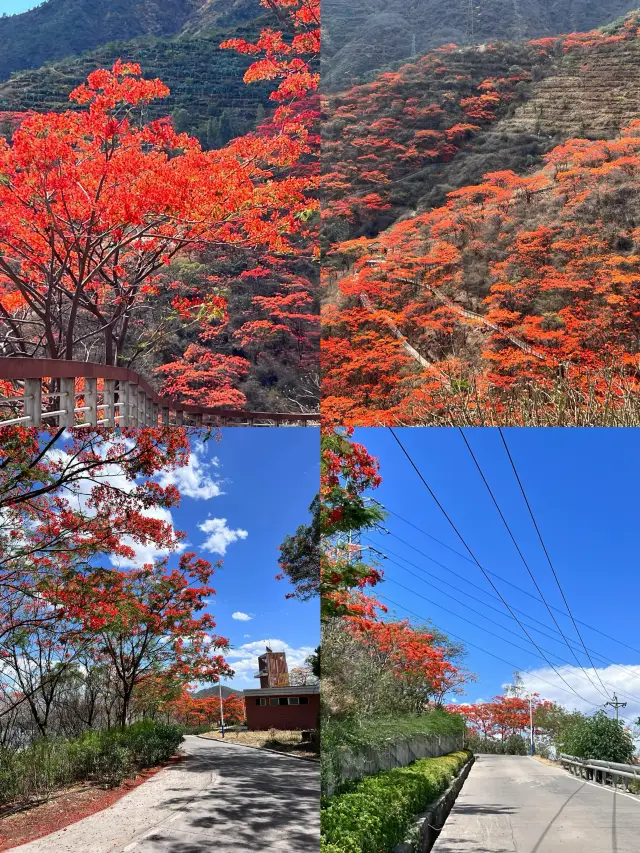 Sichuan | Panzhihua | You're too beautiful