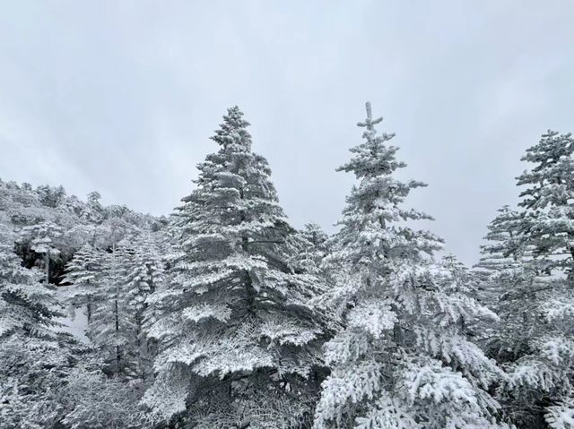 雲南|這兩天的驕子雪山，美的不像話！