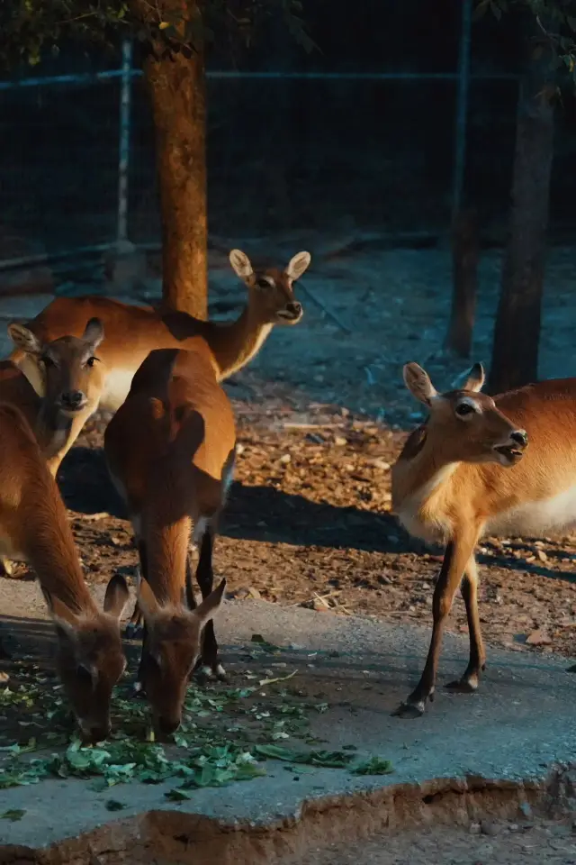 清迈アジア最大の夜間動物園Night Safari