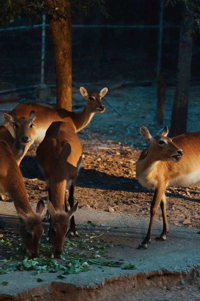 清邁亞洲最大夜間動物園Night Safari