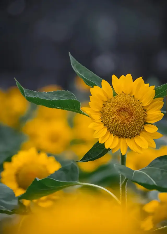 The sunflower sea in autumn in Nanjing is incredibly beautiful