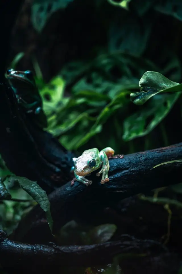 A place where you can take close-up shots of birds without a telephoto lens