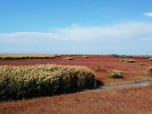 本溪盤錦紅海灘國家風景廊道之行